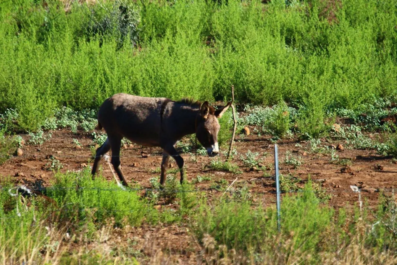 Hébergement de vacances Villa Su Saucu à Dorgali